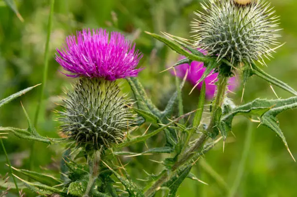 Photo of Thistle, symbol of Scotland