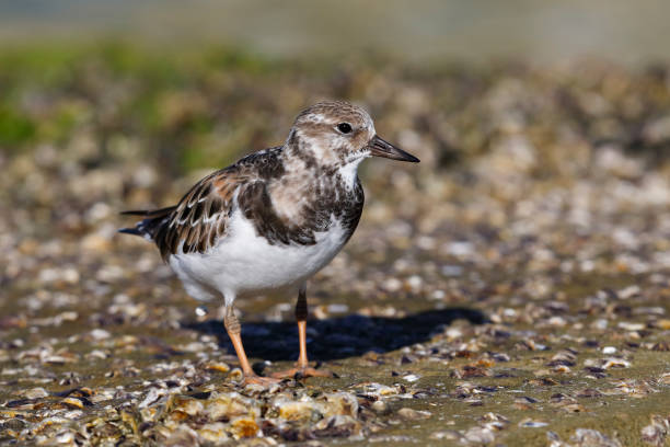 Ruddy Turnstone foraging on a beach - Pinellas County, Florida Ruddy Turnstone (Arenaria interpres) foraging on a beach - Pinellas County, Florida ruddy turnstone stock pictures, royalty-free photos & images