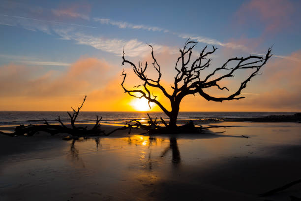 driftwood i martwe drzewo na plaży o wschodzie słońca - jekyll island zdjęcia i obrazy z banku zdjęć