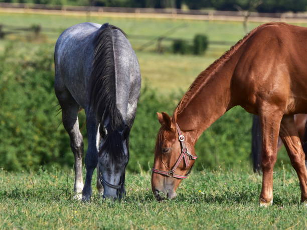 istock purebred horses,Czech republic 902247838