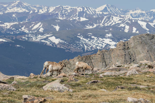 istock Rocky Mountain Bighorn Sheep Ewes 902247994