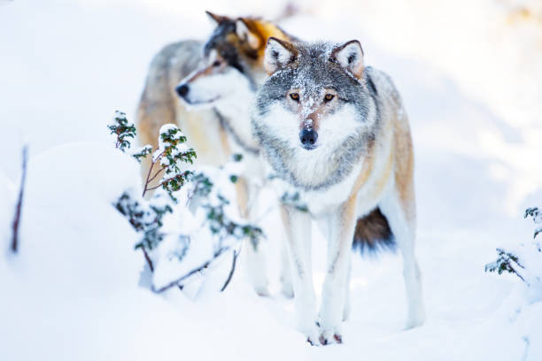 istock Two large wolves in cold winter landscape 902248386