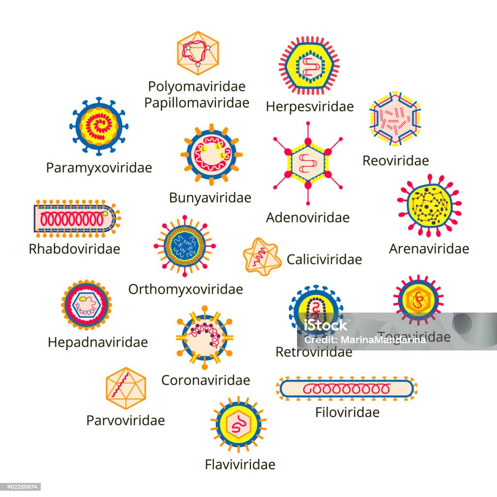 Herpes Viruses Classification