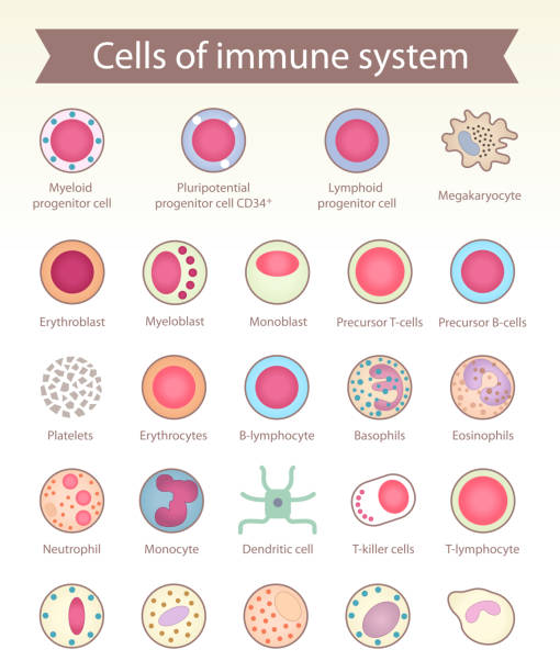 illustrations, cliparts, dessins animés et icônes de cellules du système immunitaire. - immune cell