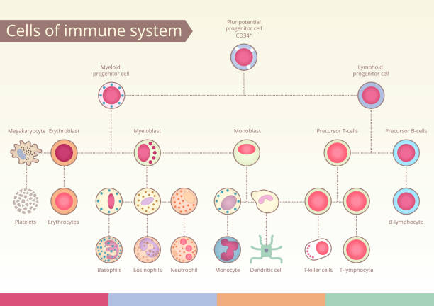 Origin of Cells of immune system. Origin of Cells of immune system. Medical benefit, the study of immunology. Vector design elements. stem cell illustrations stock illustrations