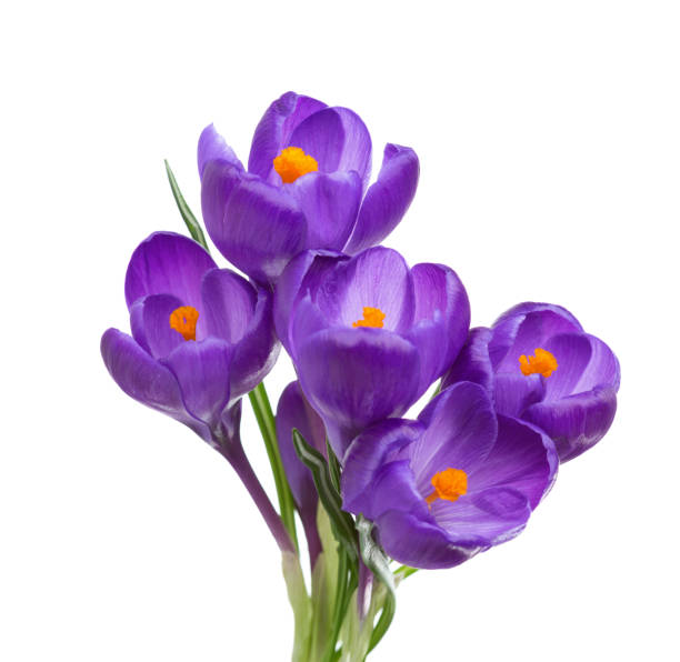 istock Five flowers of crocus  isolated on white. 902251360