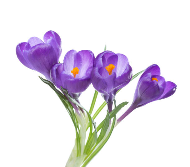 istock Flowers of crocus isolated on white background. 902251372
