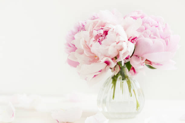 istock Fresh bunch of pink peonies on light background 902252010
