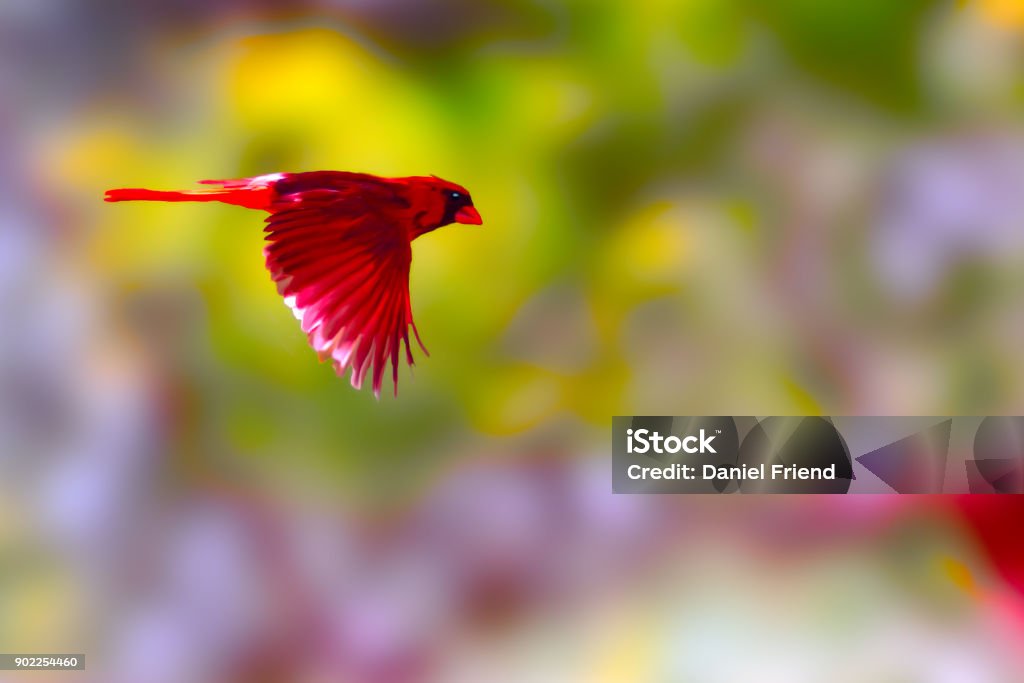 Cardinal in flight Cardinal - Bird Stock Photo