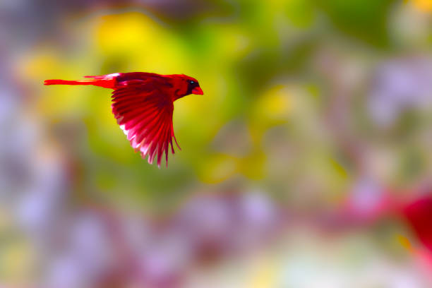Cardinal in flight Cardinal in flight cardinal bird stock pictures, royalty-free photos & images