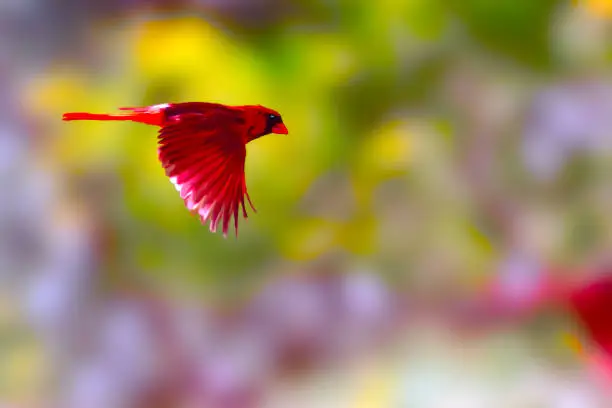 Cardinal in flight