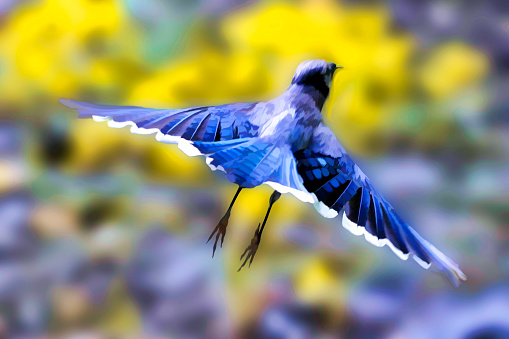 Blue Jay taking off