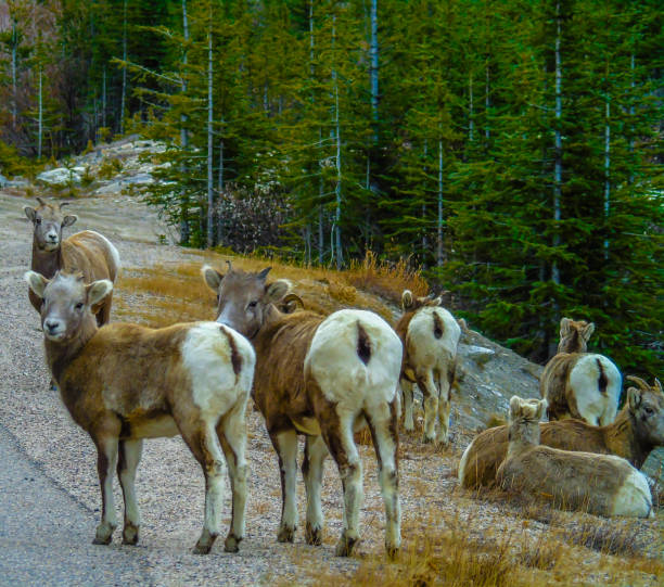 istock Big horns by the roadside, Jasper National Park, Alberta, Canada 902254978