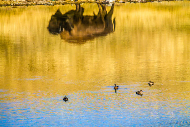 Bison reflection , Waterton Lakes National Park, Alberta, Canada