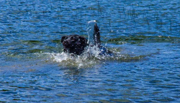 istock Black lab swimming in lake, Alberta, Canada 902255146