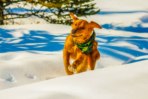 istock Golden Retriever on the run in snow, Alberta, Canada 902255150