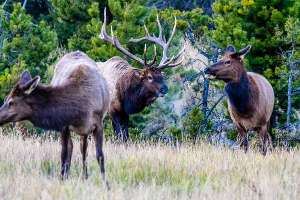 istock Bull elk and cow, Jasper National Park, Alberta, Canada 902255260