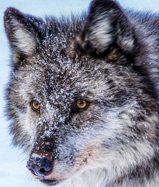 istock Grey wolf in portrait, Golden, British Columbia, Canada 902255262