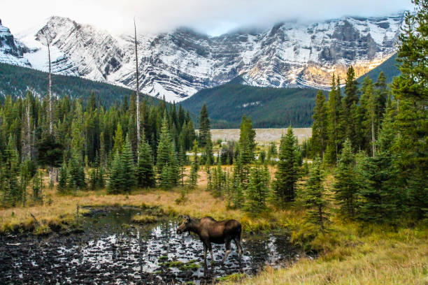 istock Moose in a meadow, Kananaskis County, Alberta, Canada 902257366
