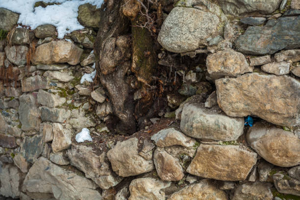 Texture of a stone wall, Roots in the wall, background old wall, castle wall
