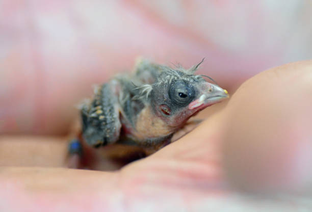 istock Young zebra finch on human hand. 902257614