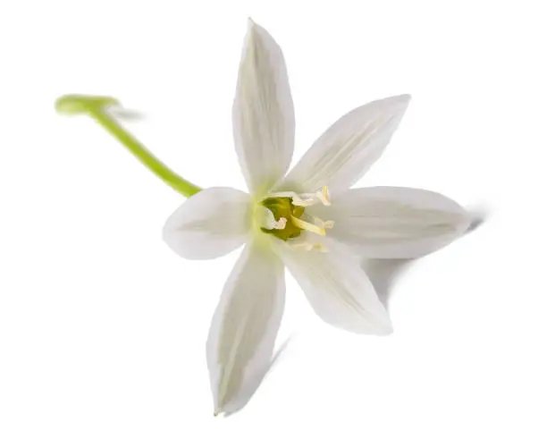 White Grass Lily Flower head isolated on White Background