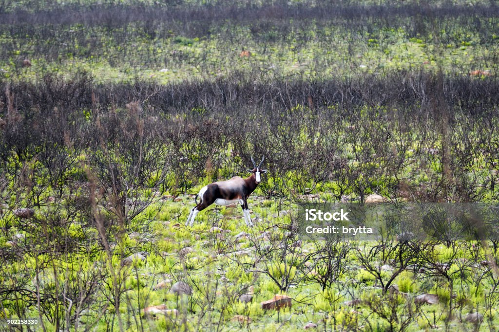 Beautiful Landscape With Fynbos And Bontebok In The Bontebok National Parksouth Africa Stock Photo - Download Image Now - iStock Beautiful Landscape With Fynbos And Bontebok In The Bontebok National Parksouth Africa Stock Photo - Download Image Now - iStock