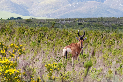 Beautiful red hartebeest  looking at the camera  in the Bontebok National Park, located near Swellendam in the Western Cape Province in South Africa.