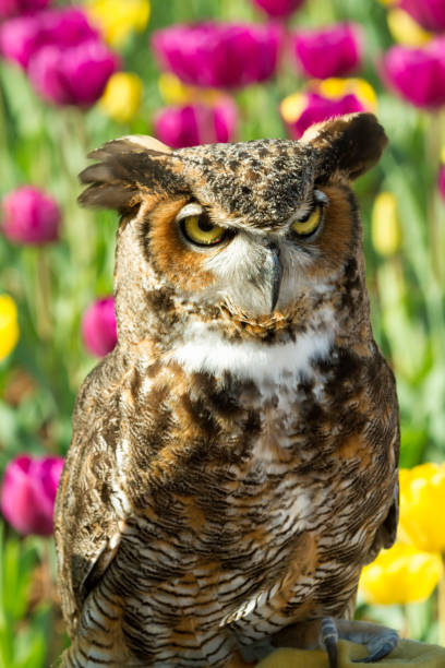 istock Great Horned Owl with Tulips in the Background 902261734
