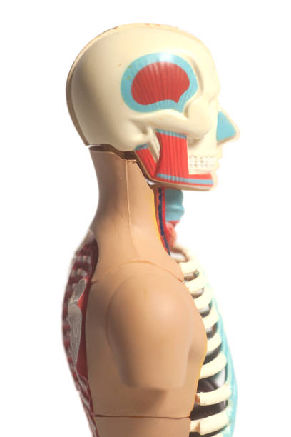 istock Human Body Anatomy Model 902261784