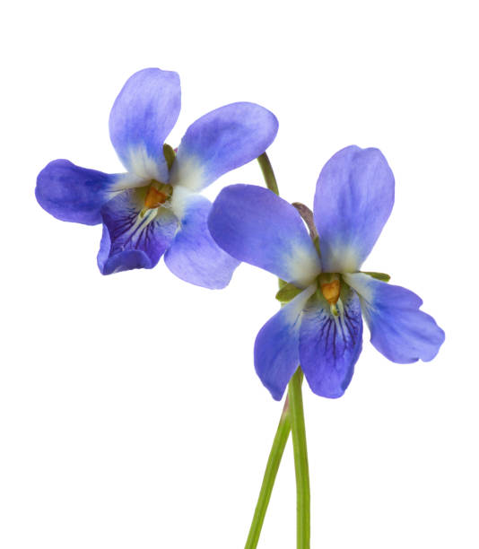 istock Two early spring flowers  ( Viola odorata) isolated on white background. Shallow depth of field. Selective focus. 902264394