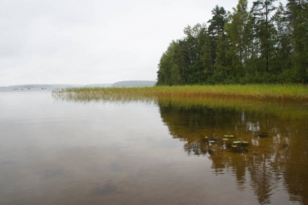 istock Rural lake landscape with reed and trees 902264952