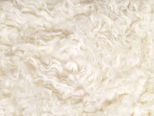istock close up of white fur 902265160