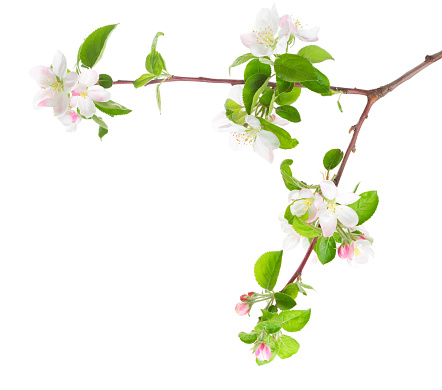 Blossoming apple tree branch isolated on white background.