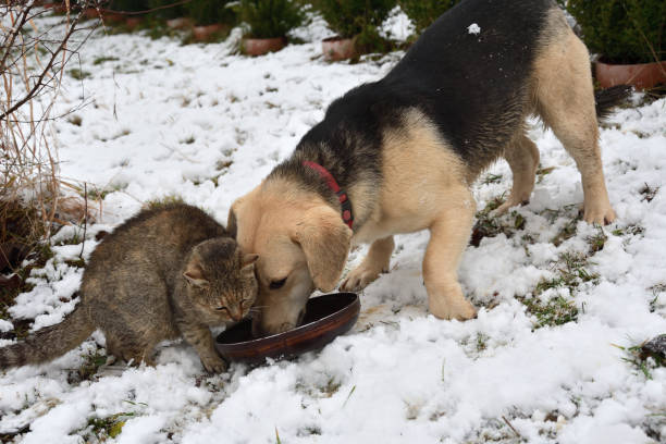 dog and cat eating from the same dish as a best friends stock photo