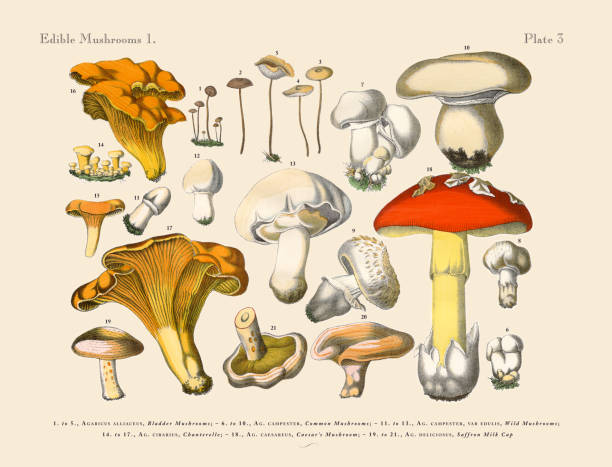 ilustrações de stock, clip art, desenhos animados e ícones de edible mushrooms, victorian botanical illustration - botânica ciência de plantas ilustrações