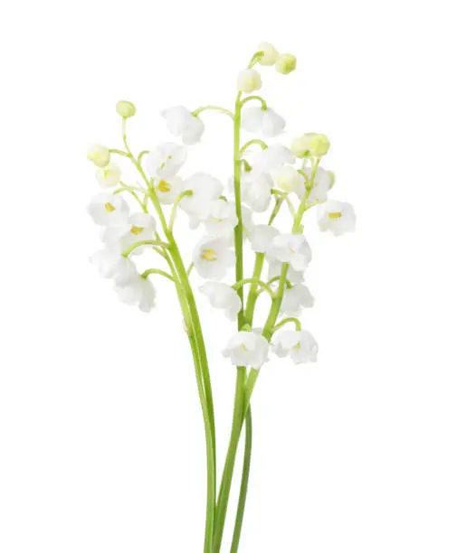 Few sprigs of Lily of the Valley isolated on white background.