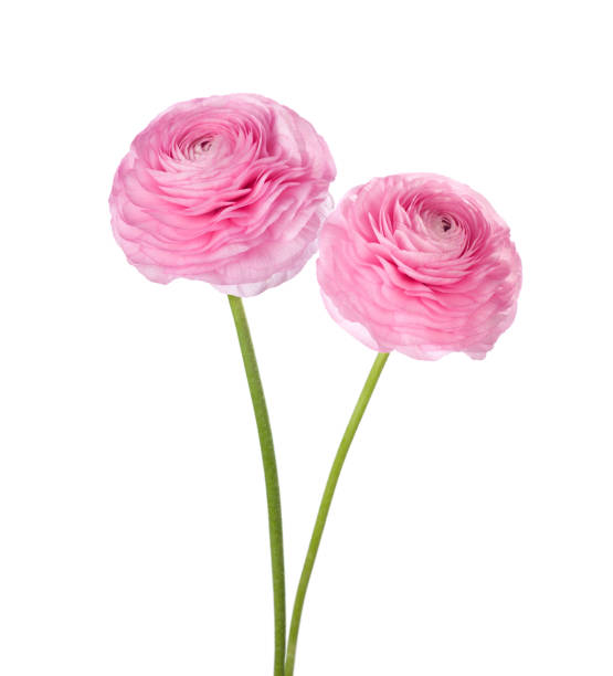 istock Two light pink persian buttercup flowers (Ranunculus ) isolated on white background. 902276712