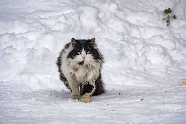 istock Cat portrait in the snow background 902279216