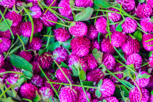 istock View of globe everlasting, Gomphrena weed , pearly everlasting, bachelor's button, globe amaranth, button agaga flower for sale in the flower market at Bangkok, Thailand. 902279566