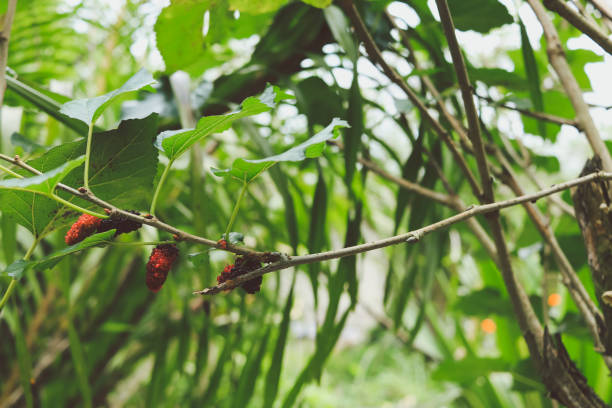 istock red, blue, violet mulberry on branch tree in nature and red ant 902286534