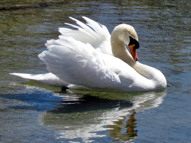 istock Toronto Lake mute swan 2015 902286860