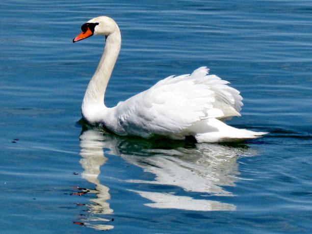 istock Toronto Lake mute swan swimming 2015 902286914