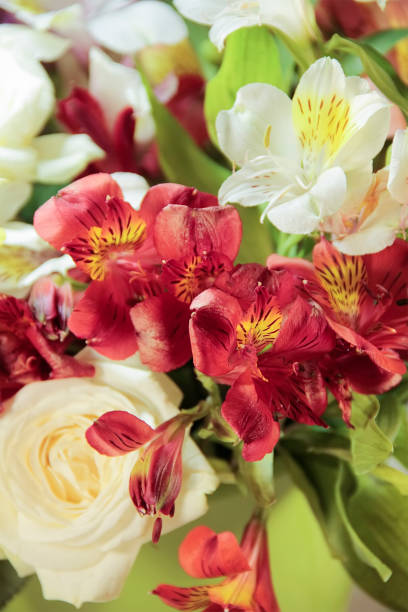 黄色と赤のアルストロメリア、バラ花束のクローズ アップ - cut flowers close up saturated color flower head ストックフォトと画像