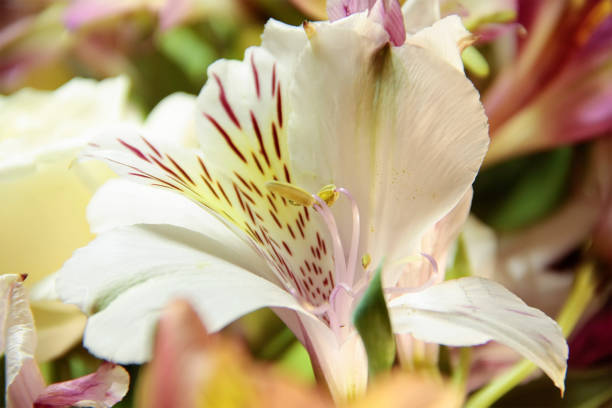 ��黄色と赤のアルストロメリア、バラ花束のクローズ アップ - cut flowers close up saturated color flower head ストックフォトと画像