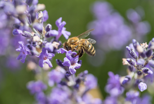 Closeup side view of the bee on the lavender flower.