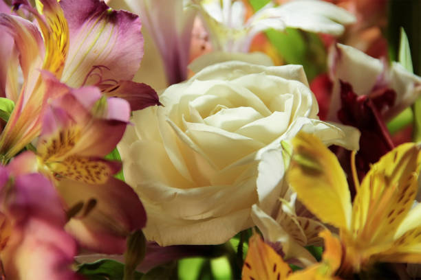 黄色と赤のアルストロメリア、バラ花束のクローズ アップ - cut flowers close up saturated color flower head ストックフォトと画像