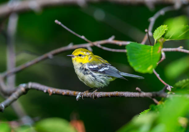 istock Black throated green warbler. 902296450