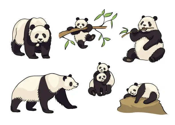 Vector illustration of Set of Pandas - vector illustration