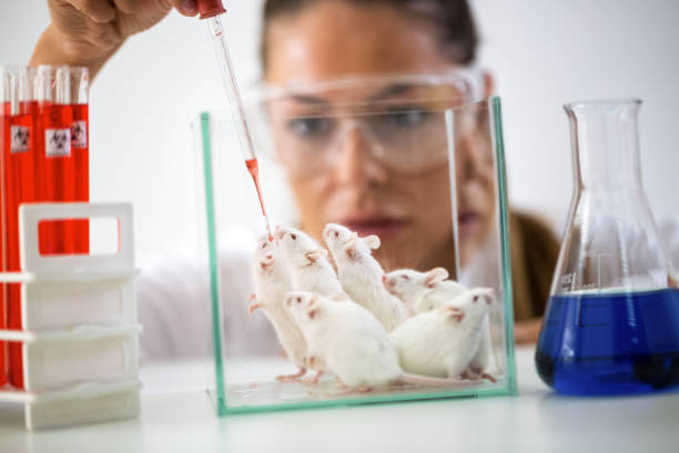 istock Woman chemist testing new formula on little mouses 902296902